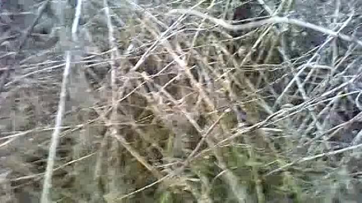 Охота на кабана с лайками
