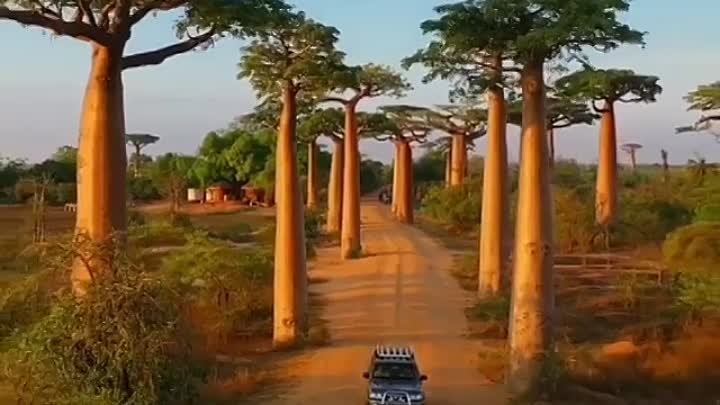 Аллея баобабов, Мадагаскар