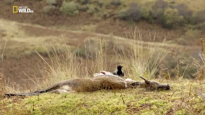 Дикая природа Великобритании: Жизнь у воды ( 2018 год. документальны ...