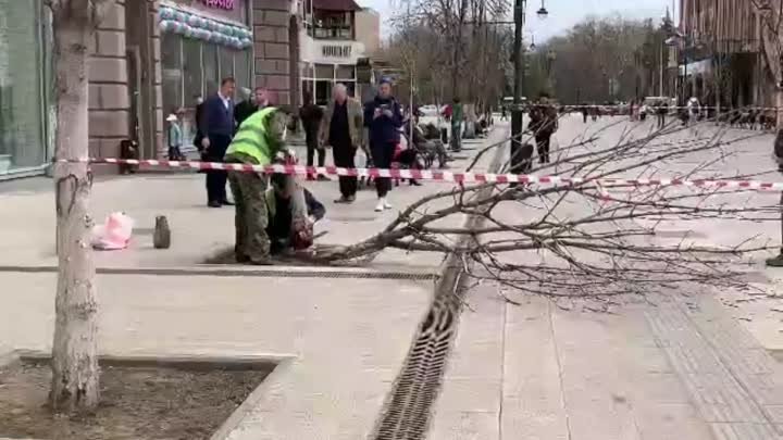 Спил деревьев на проспекте Столыпина