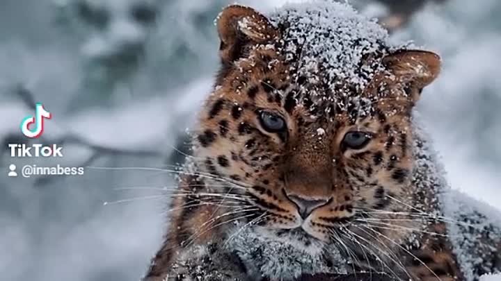 Сказочно красивый леопард.