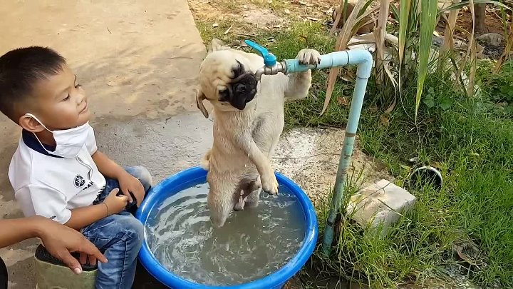 Щенки пьют молоко. Собака пьет воду в жару. Собака пьет из раковины. Собака пьет из трубочки. Кот пьет воду.