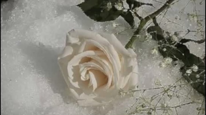 Александр Марцинкевич- Белая роза.