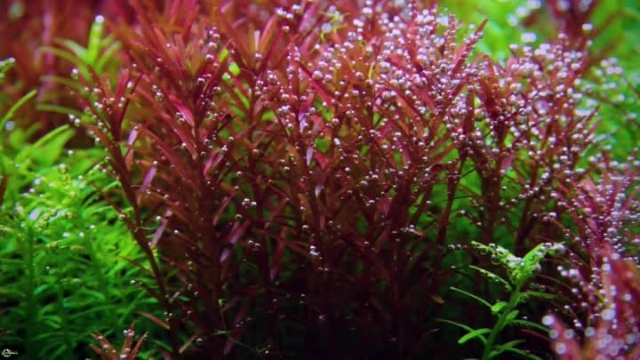 Перлинг растений или всё о пузырянии аквариумной травы (1)