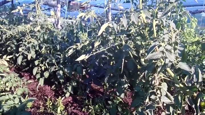 Выращивание томатов в открытом грунте под затеняющей сеткой