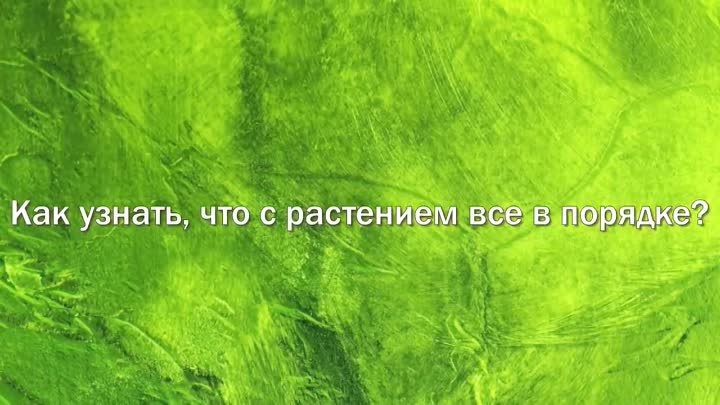 Почему у ФИКУСА желтеют и опадают листья. Проблемы с фикусом бенджам ...