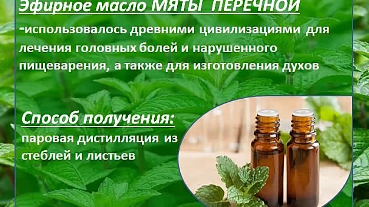 Особенности эфирного масла мяты перечной