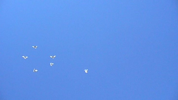 С.Е.Г.(ФРГ) - 1.10.2015 - Посадка моих молодых Андижанских голубей .