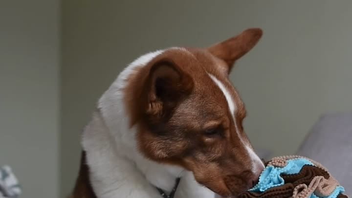 Интелектуальная игрушка для собаки - нюхательный шар
