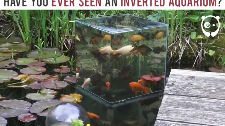 Перевернутый аквариум