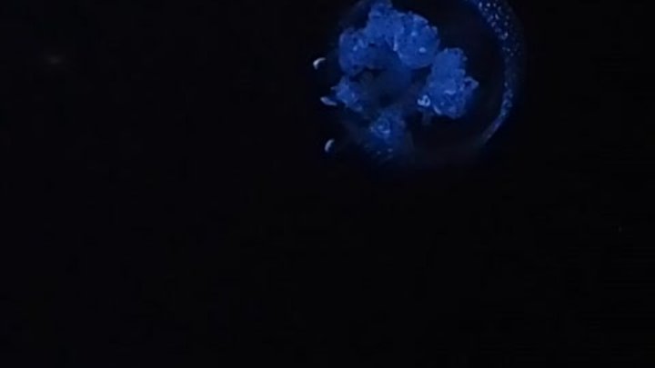 танцующие медузы