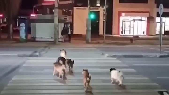 Многим пешеходам стоит поучиться у этих собак