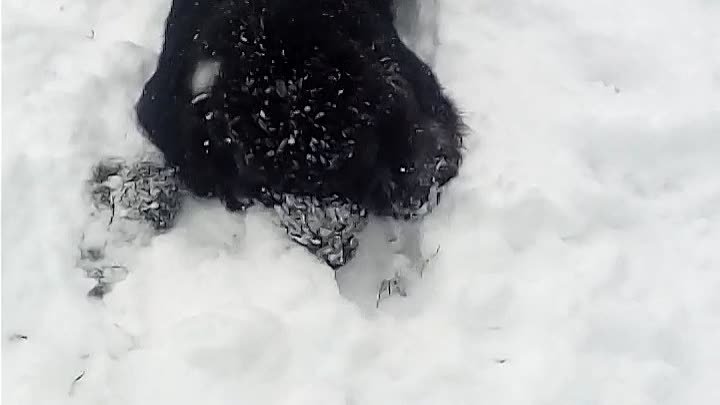 Ньюфаундленд Жамир (9,5 месяцев) первый раз увидел снег 
