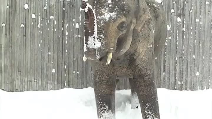 Как приятно смотреть, даже слоны рады зиме)