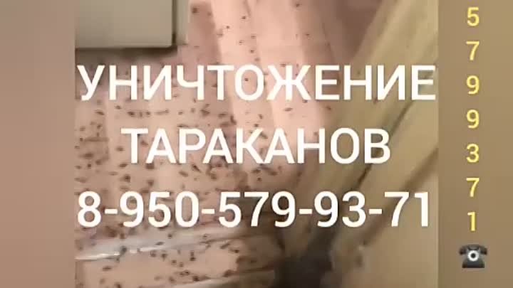 Уничтожение насекомых 8-950-579-93-71