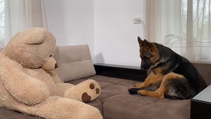 Реакция щенка немецкой овчарки на огромного плюшевого медведя
