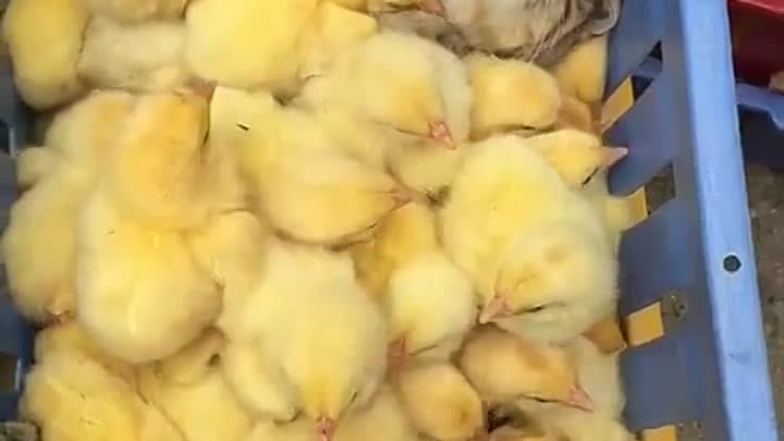 Кот спит с цыплятами