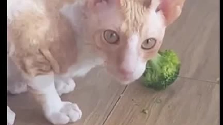 Этот котик очень любит брокколи!😇🙂