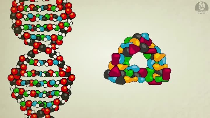 Що таке ДНК і як вона працює [Цікава наука] - What is DNA and How Do ...