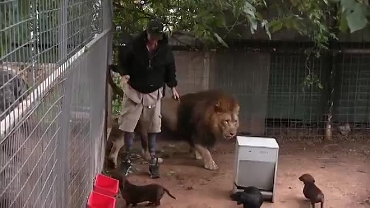 Lion Attacks Man with Love