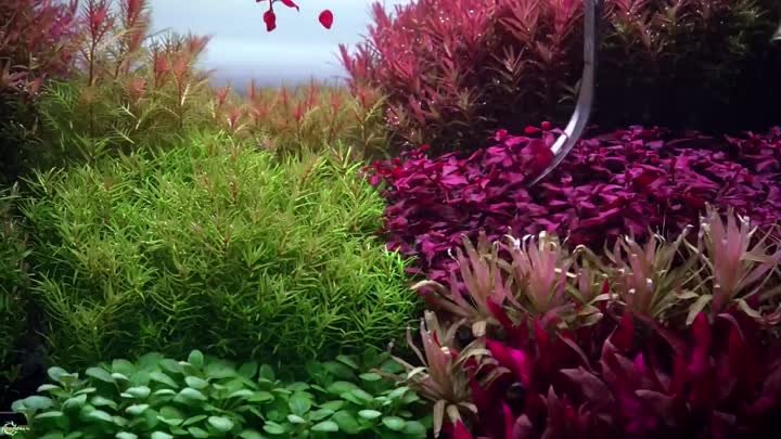 Секрет выращивания красных аквариумных растений