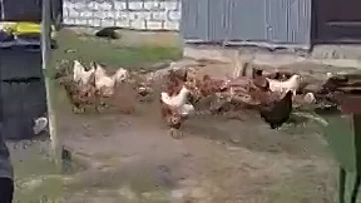 Куриная банда 