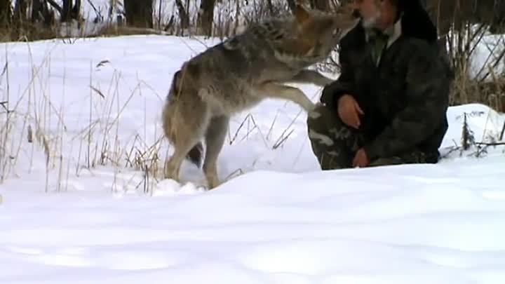 Хороший егерь и с  волками   в  мире.