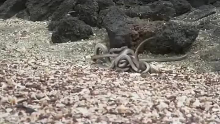Побег игуаны от змей