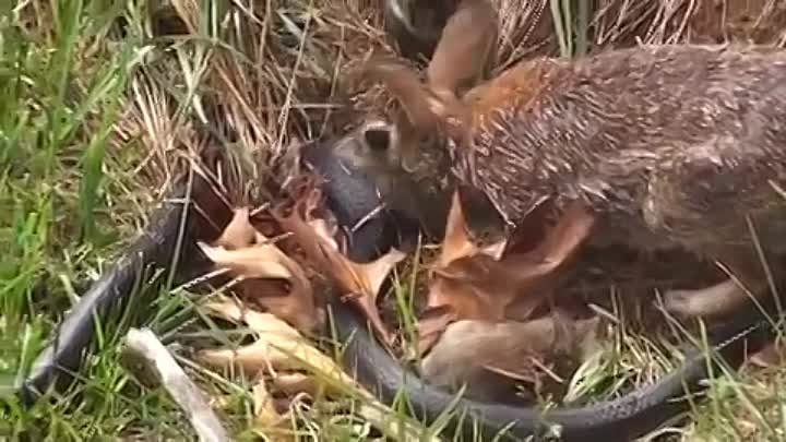 Крольчиха защищает крольчат от змеи. Змея в шоке!