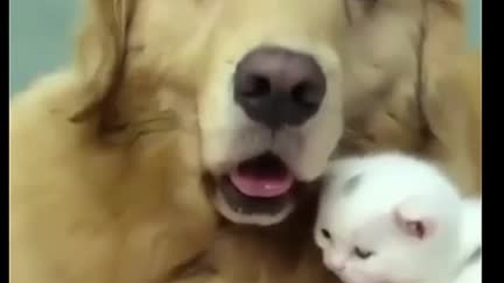 Такая милая дружба! Умничка песик, не обижает малыша!😻🐶