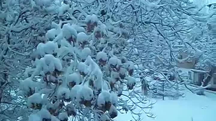 Снег пошёл в Чирчике февраль 2017