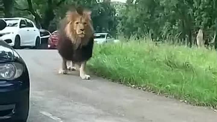 Гаишник, вальяжно идущий узнать причину пробки. 🦁😄