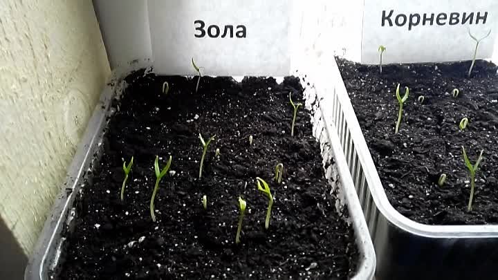 8 способов прорастить семена перцев. Часть 2