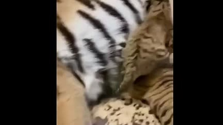 Тигрица-мать с тигрятами обедает😊