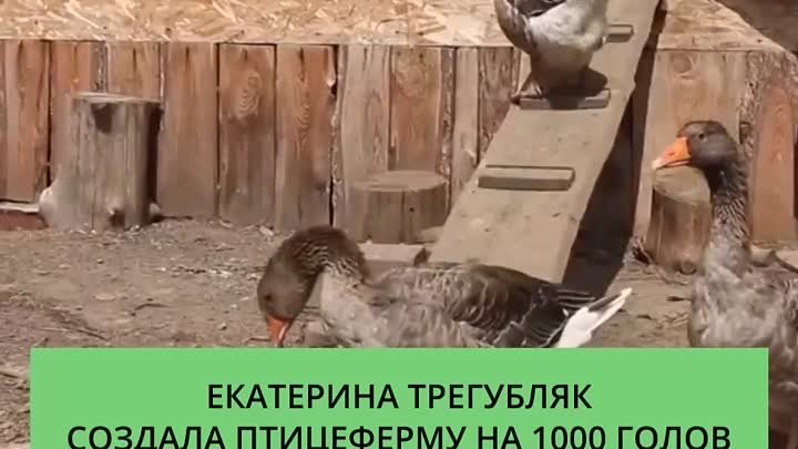 Птицеферма