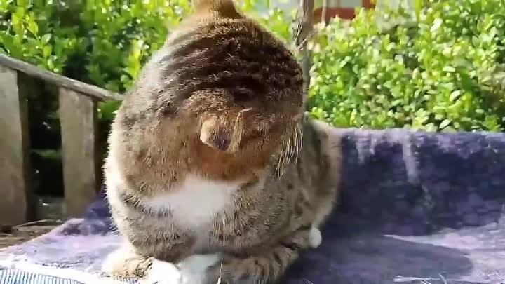 Котейка принимает солнечные ванны😊