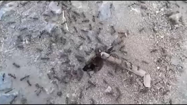 АНТИМУРАВЬИН для борьбы с муравьями