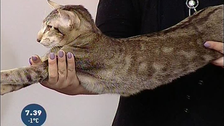 Выставка кошек в МДВЦ "Сибирь"