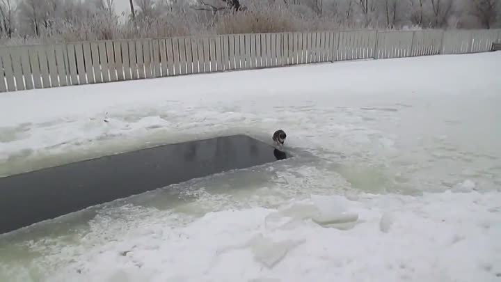 Кот на зимней рыбалке