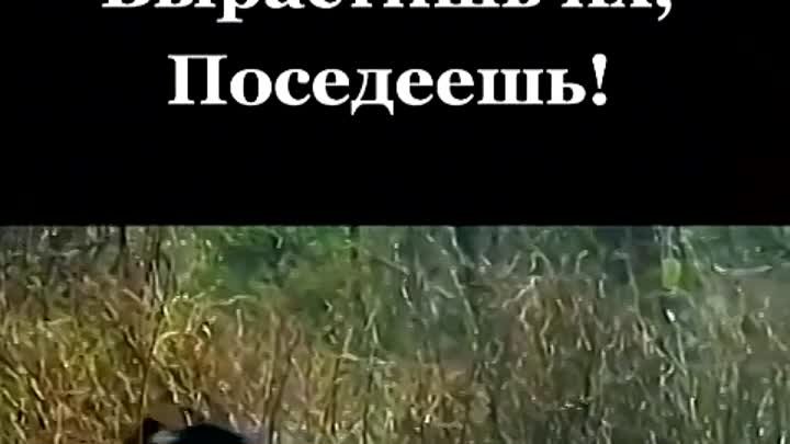 Видео недоступно