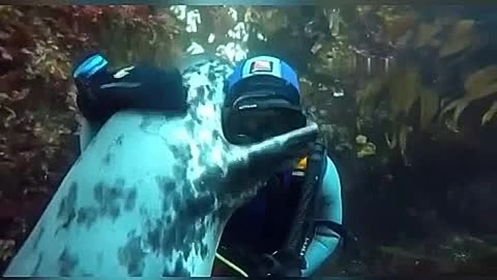 Подводные обнимашки😊😍