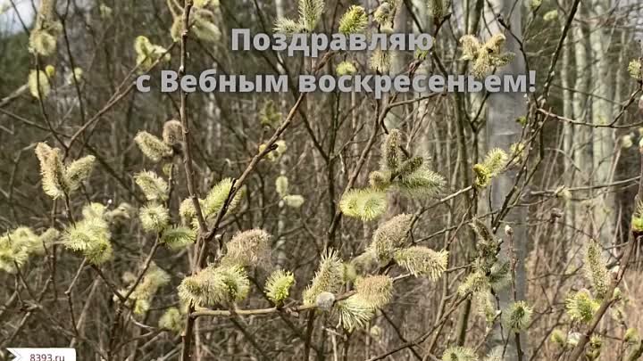 видео открытка вербное воскресенье 8393.ru