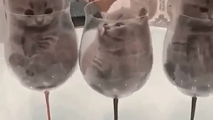 Котята в бокалах