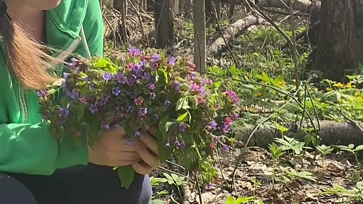 Самая сильная трава для легких и бронхов 