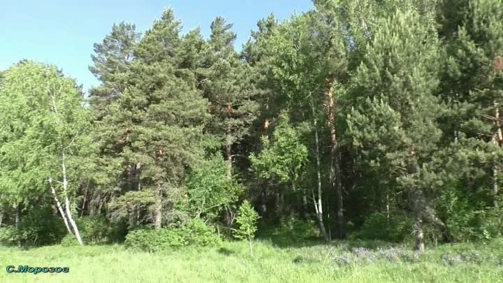 Лес в июне (С. Морозов).