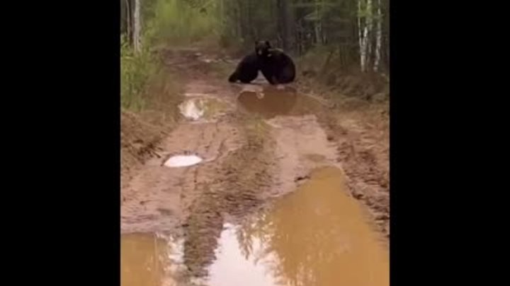 Битва медведей в Полацком районе