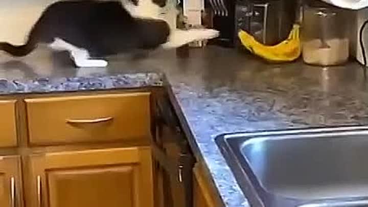 Бананы держатся достойно, но котейка сильнее 😂🐈🍌