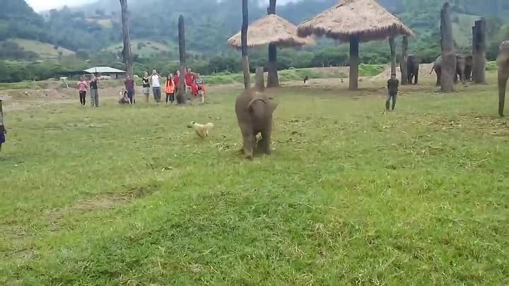Слонёнок впервые встретился с собакой😄