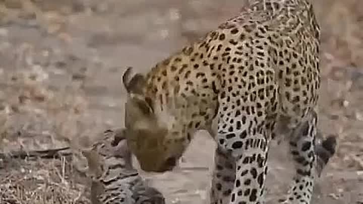 Мама-леопард и ее детеныш