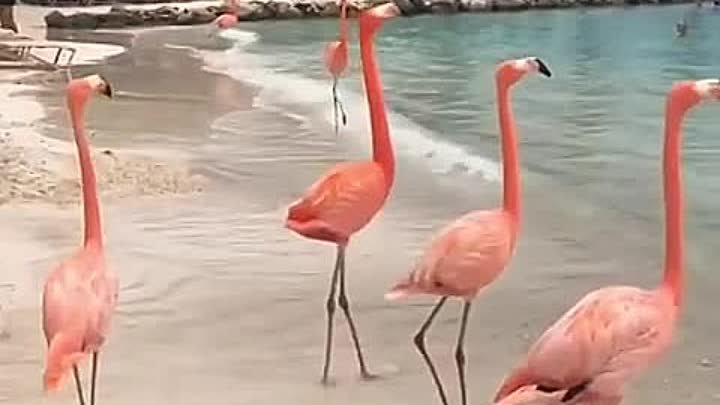 Невероятно красивые фламинго!😍
